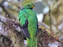 EQU_7101 [Equateur] Quetzal antisien